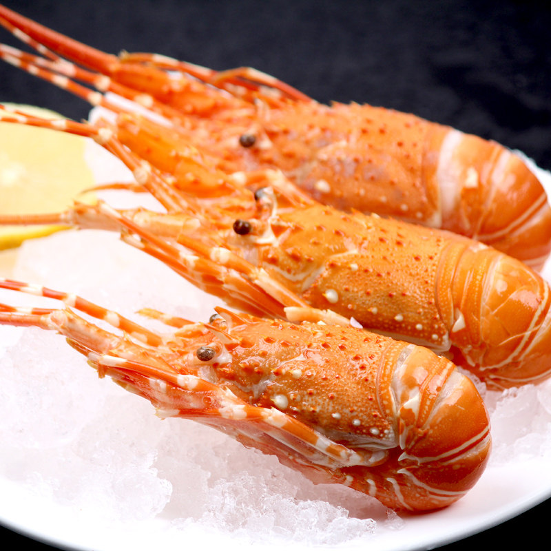 印尼小青龙虾500g大龙虾鲜活熟冷冻小青龙虾仔海鲜水产6-10只