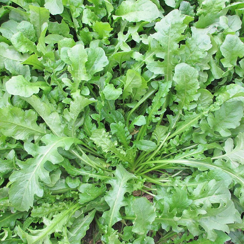 纯野生荠菜种子大叶荠菜野菜种籽孑有机地菜盆栽春季四季播蔬菜籽