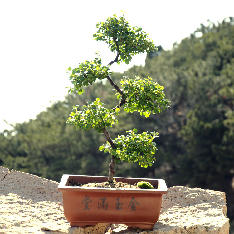 平枝荀子盆景旬子苗螺旋造型四季室内观赏开红花结果植物熟桩盆栽