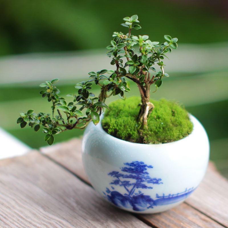 六月雪 微型盆景 小盆栽 悬崖盆景 提根盆景 紫砂盆景 趣味小盆景