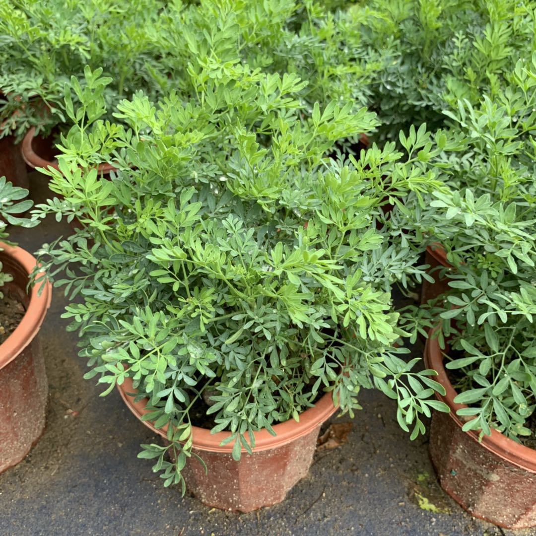 芸香草臭草盆栽驱蚊草芸室外阳台食用臭艾绿豆糖水四季植物贼仔草