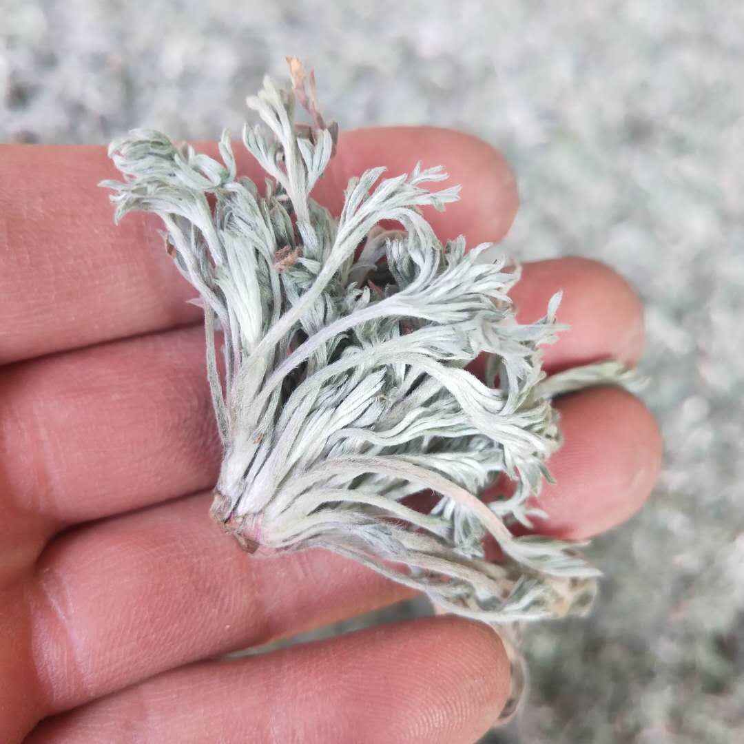 wild Capillaris Dry White Capillaris new goods Artemisia tea Month Capillaris Cotton capillaris dried food Capillaris 250gin the Aquatic meat/Fresh fruits and vegetables/Cooked , Fresh vegetables/Vegetable products , Fresh vegetables , Other category - from Buy2taobao.com to provide professional Taobao agent buy service