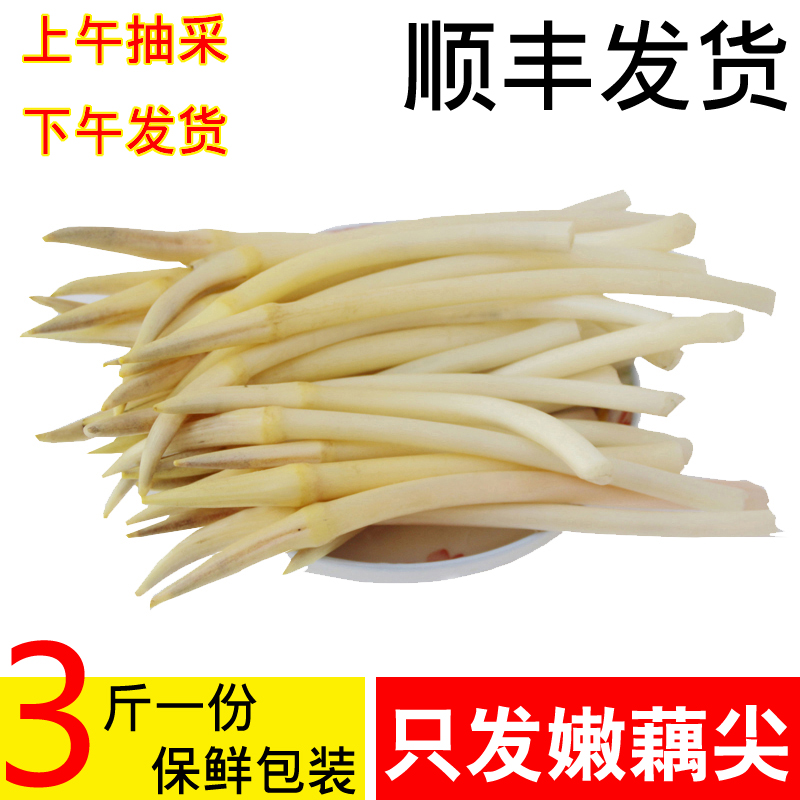 洪湖新鲜藕带藕尖藕肠子藕稍子酸辣湖北农家特产现挖3斤顺丰包邮在类目 水产肉类/新鲜蔬果/熟食, 新鲜蔬菜/蔬菜制品, 新鲜蔬菜, 莲藕中 - 来自Buy2taobao.com提供专业的淘宝代购服务