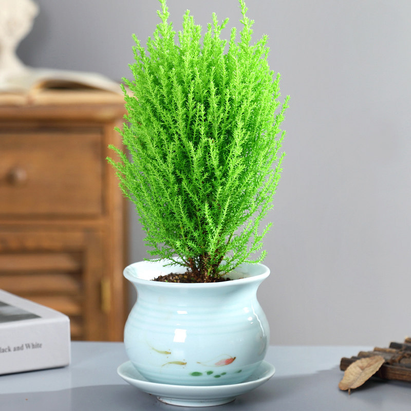 一折黑松盆景_小香松盆栽室内办公室桌面盆景松树绿植吸甲醛四季常青