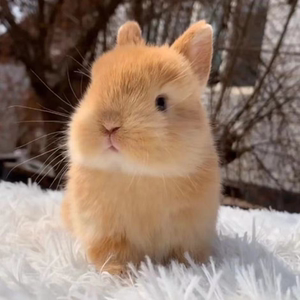 世界最小的兔子图片