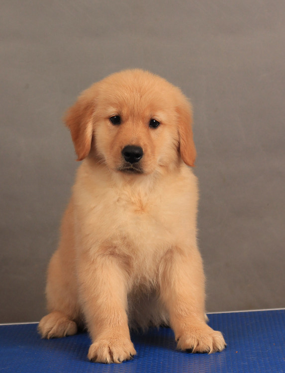 热销金毛犬活体 家养_纯种金毛幼犬活体家养金毛犬小狗导盲犬巡回猎犬