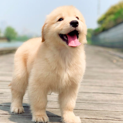 纯种金毛幼犬活体家养双血统金毛犬小狗导盲犬拉布拉多幼犬宠物狗