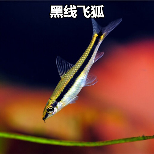 一线飞狐黑线飞狐