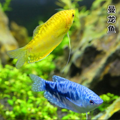 观赏鱼黄曼龙鱼丝足鱼中小型热带鱼草缸鱼宠物鱼包邮包活在类目 宠物/宠物食品及用品, 水族世界, 鱼中 - 来自Buy2taobao.com提供专业的淘宝代购服务