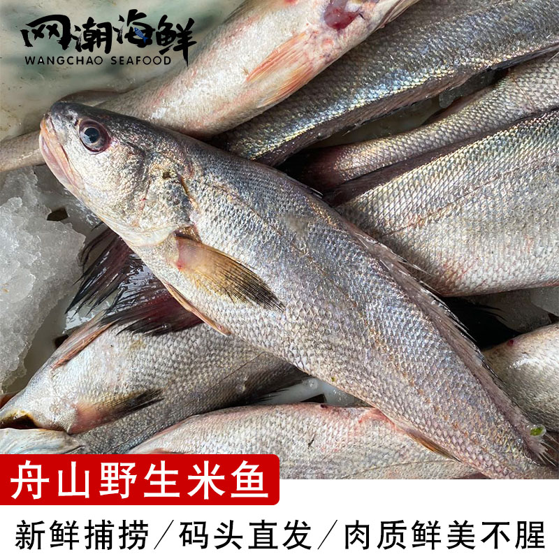 网潮海鲜舟山东海ye生海捕新鲜海钓米鱼网捕鮸鱼一条8两1斤
