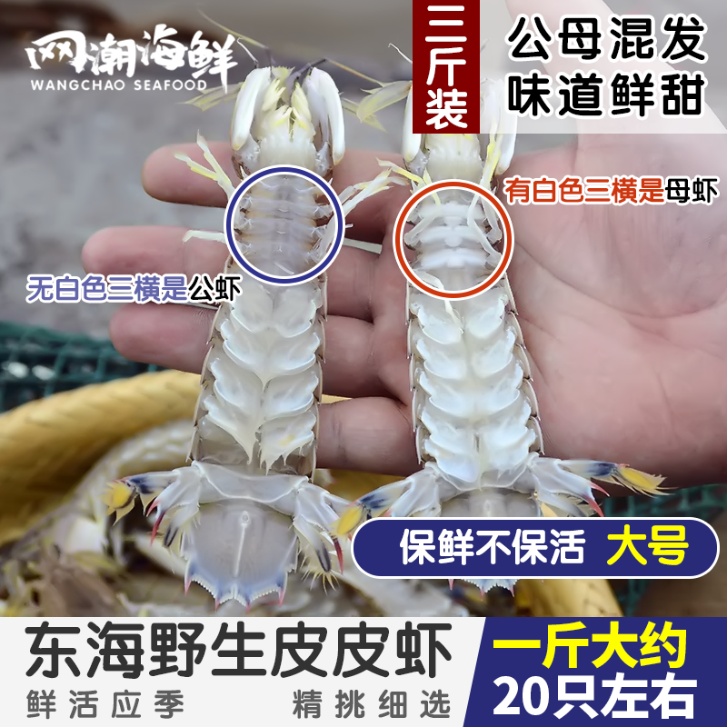 网潮海鲜舟山虾婆虾爬子虾蛄野生鲜活富贵虾皮皮虾 3斤装大号包邮