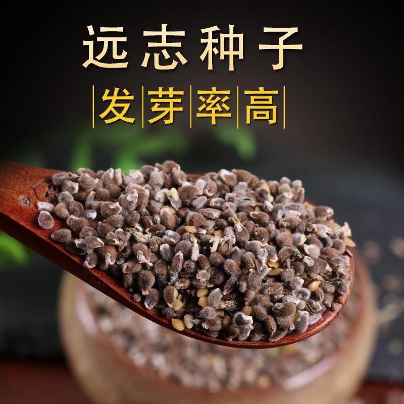 远志种子 头年新产中药材种苗远志籽包发芽指导种植签订合同