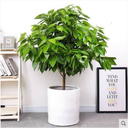 绿植花卉树苗小盆栽室内客厅办公室植物盆景—大型绿植/成品组合盆栽