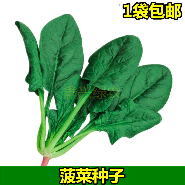 菠菜种子 大圆叶尖叶本地菠菜籽 老品种 四川春秋季田园 蔬菜种孑在类目 鲜花速递/花卉仿真/绿植园艺, 花卉/蔬果/草坪种子(新), 家庭园艺种子中 - 来自Buy2taobao.com提供专业的淘宝代购服务