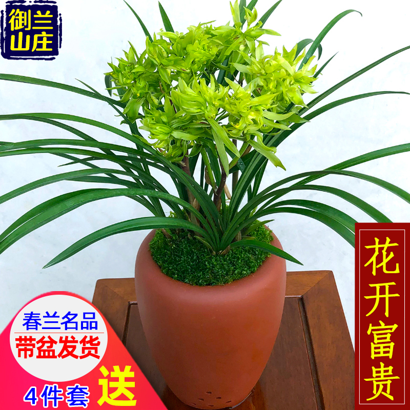 浓香兰花苗名贵春兰【花开富贵】花卉盆栽阳台绿植客厅兰草