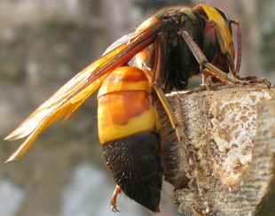 灭诱杀马蜂胡蜂克星胡蜂毁巢灵保护蜜蜂药快速有效方便￥48￥48销量 6