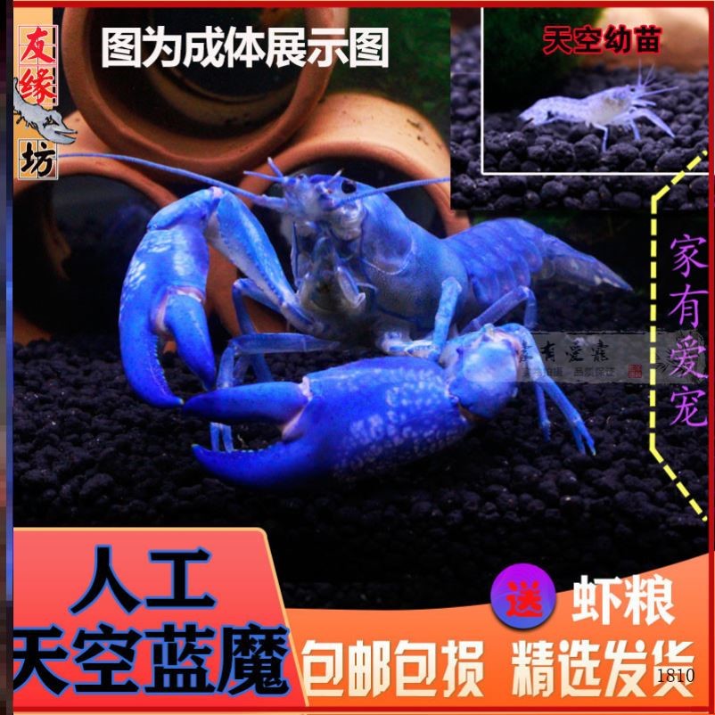 淡水龙虾家养活物螯虾淡水小龙虾苗蓝色小龙虾龙纹活体人工水族