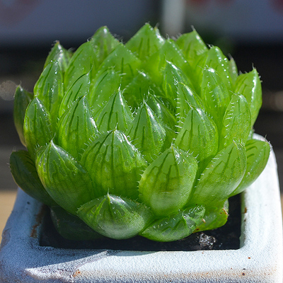 玉露精品多肉植物大颗稀有品种室内桌面办公室防辐射肉肉花卉盆栽