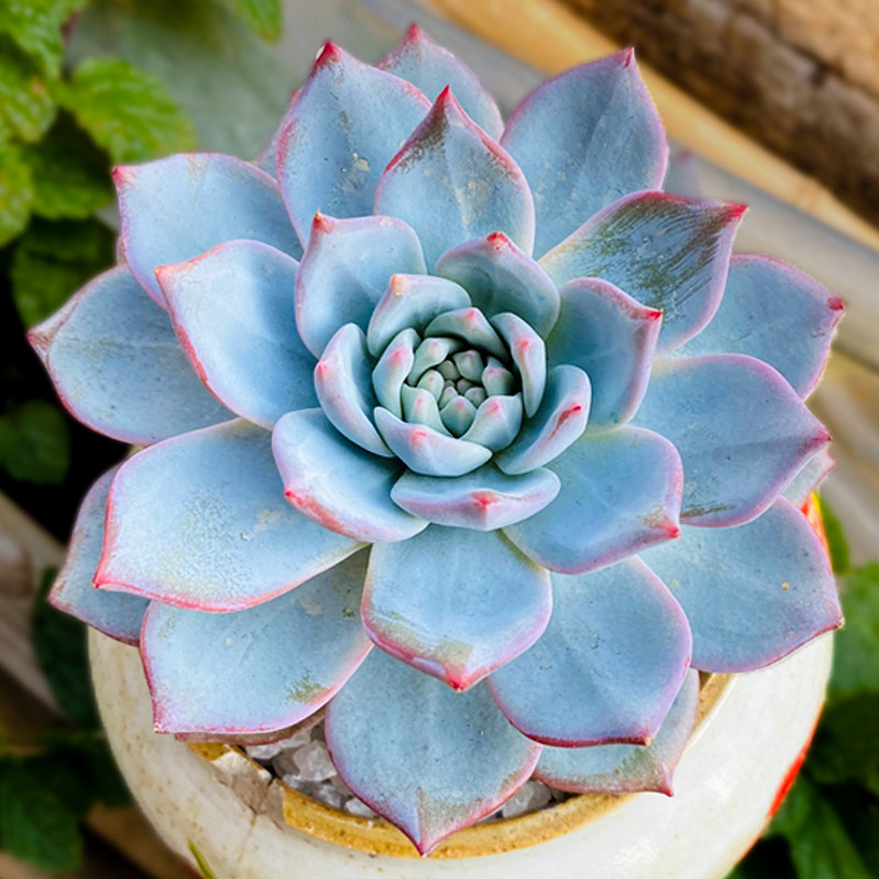 粉蓝鸟多肉植物老桩稀有品种贵货精品开花卉肉嘟嘟大颗好养盆栽