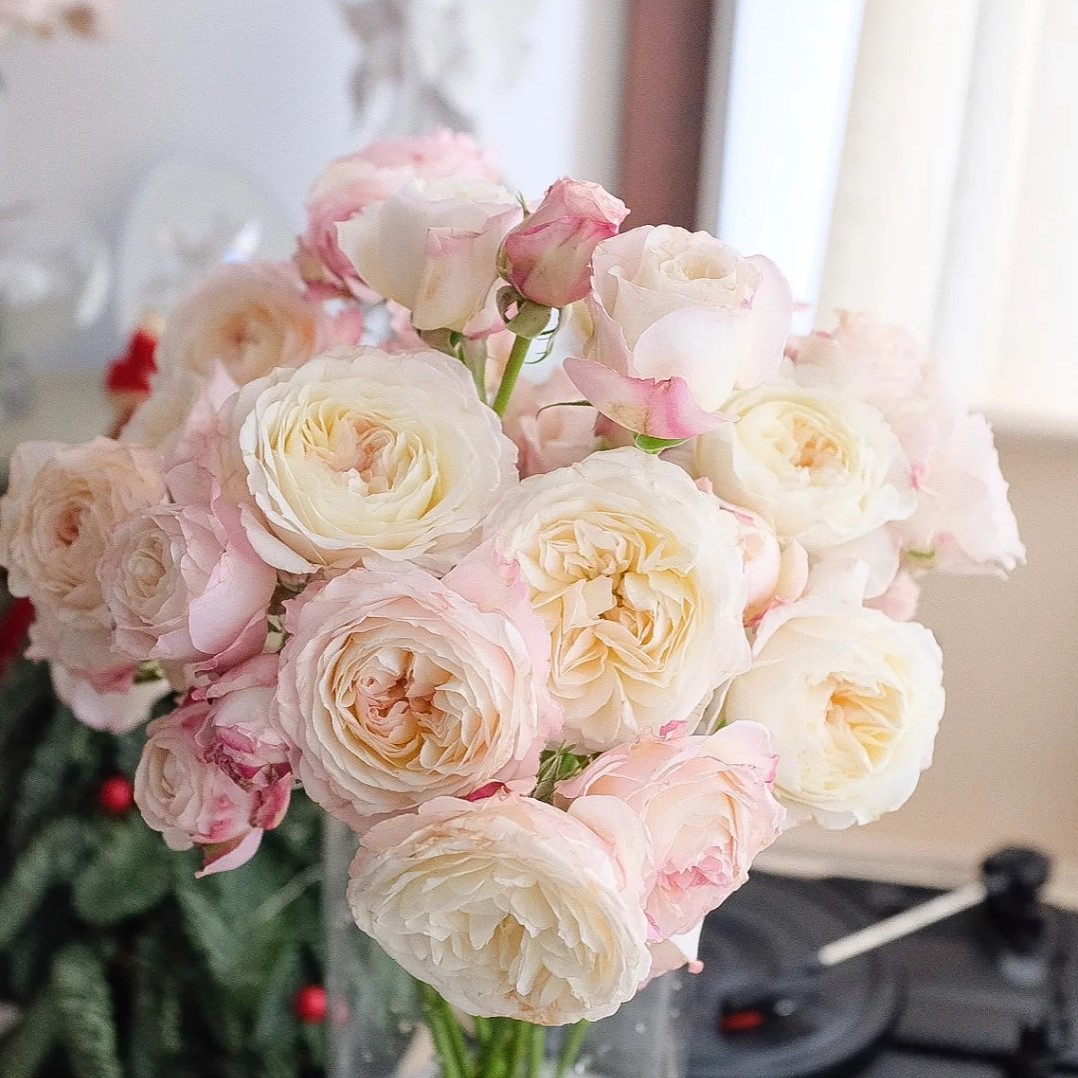 凯拉月季花苗白色粉边颜色因日照变化超级美奥斯汀花型多头长势快