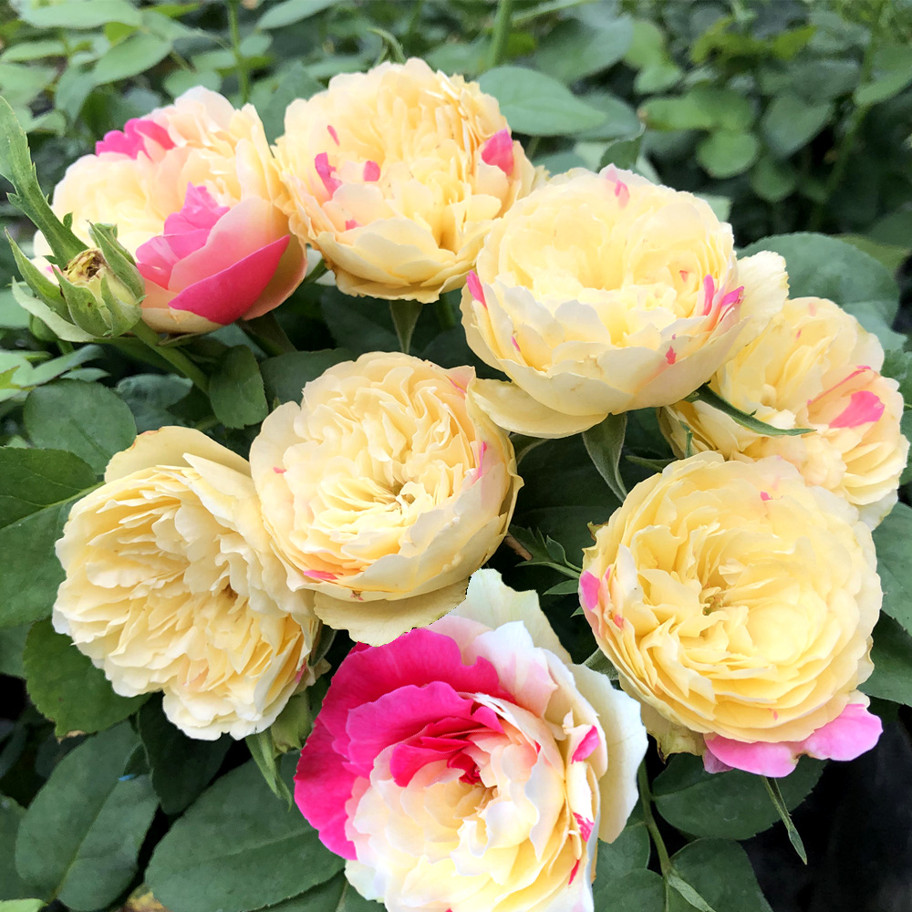 万花谷花卉旗舰店的优惠券大全—月季花风月复色 月季花灌木切花月季