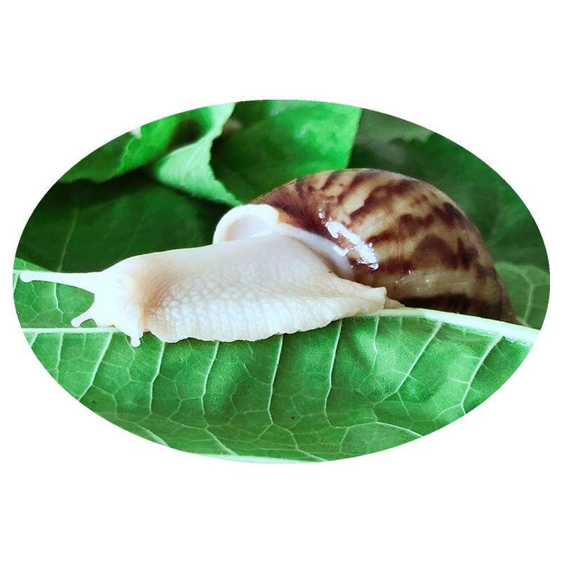 白玉蜗牛一对情侣蜗牛养殖套装送饲料蜗牛观察饲养科学实验蜗牛