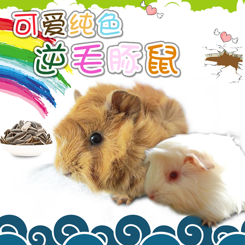 Solid Guinea pigs 1 Guinea pigs living thing Guinea pigs baby Healthy Domesticated dormitory Adorable pet Small petsin the Pet/Pet food and supplies , Class pet hamsters and other small , Guinea pigs category - from Buy2taobao.com to provide professional Taobao agent buy service