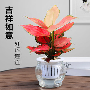 吉利红盆栽玻璃水培植物如意皇后室内好养绿植办公室净化空气花卉
