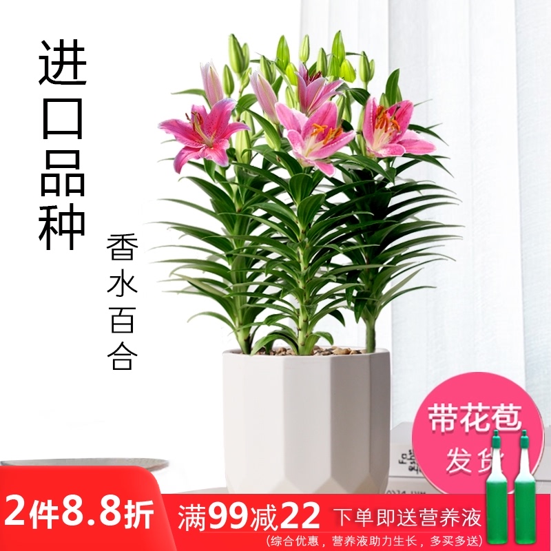 百合花盆栽香水百合鲜花室内阳台开花植物办公室四季好养观花绿植