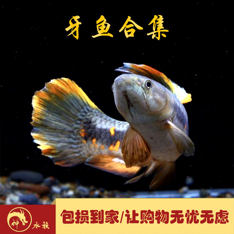 橙腹牙鱼活体七彩牙鱼南美奥黑牙鱼枯木牙鱼淡水鱼观赏鱼凶猛鱼类