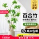 百合竹客厅造型绿植室内大型落地式大盆栽办公室四季常青真花植物