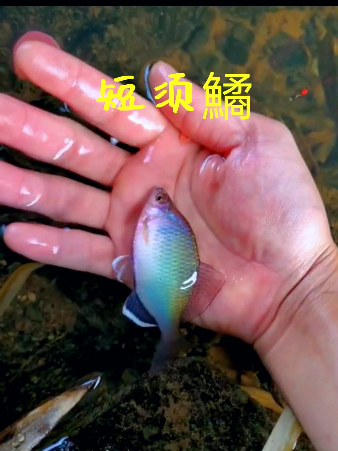 原生鱼短须鱊广齐氏鱊越南鱊彩石鳑鲏鱼溪流鱼冷水观赏鱼小型鱼