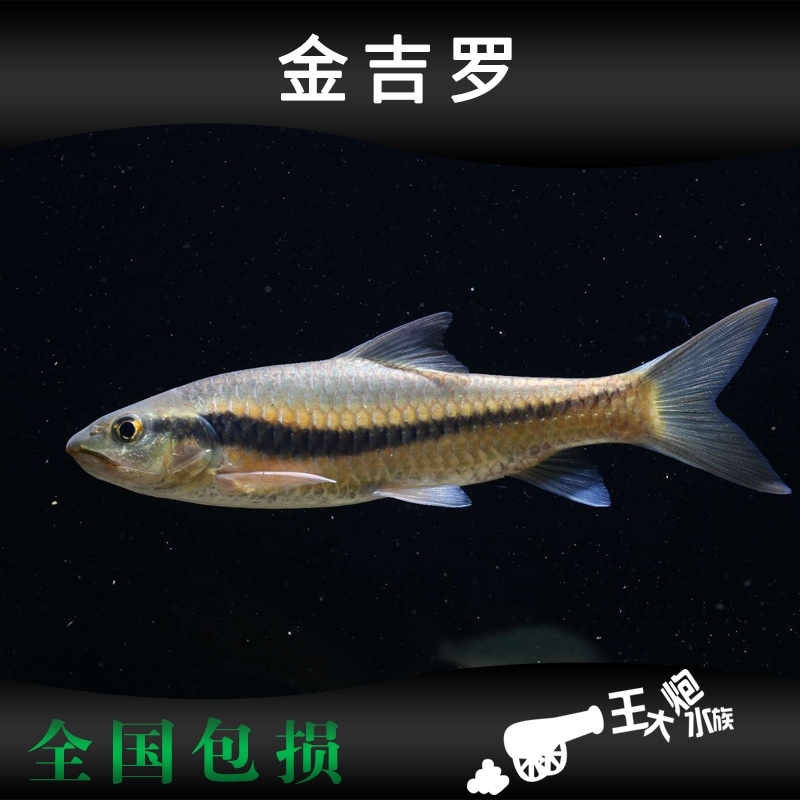 一线金吉罗活体软鳍新光唇鱼软鳍四须鲃原生冷水观赏鱼溪流鱼