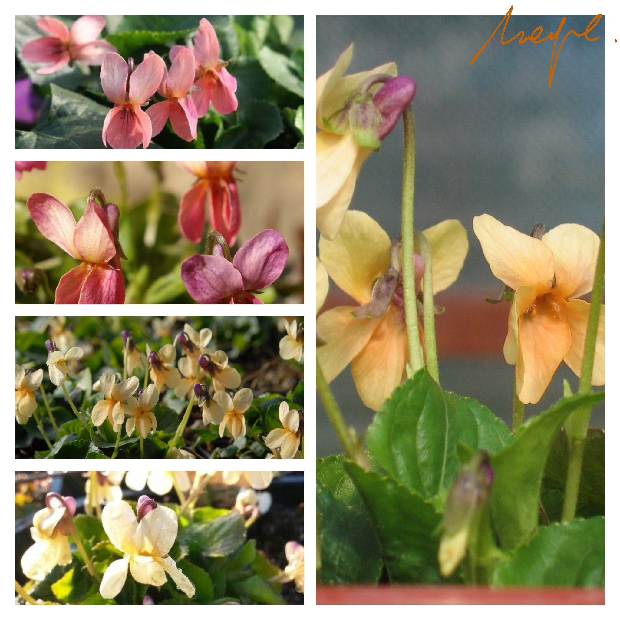 香堇菜 黄色变种 原生植物 1粒 英国进口 数量不多