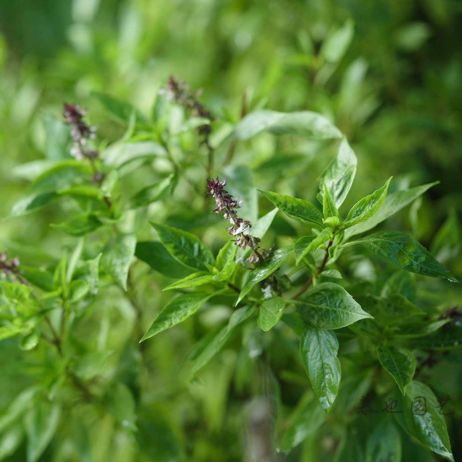 罗勒肉桂沙拉香草可食用10粒蔬菜花盆播种种地家庭园艺种子