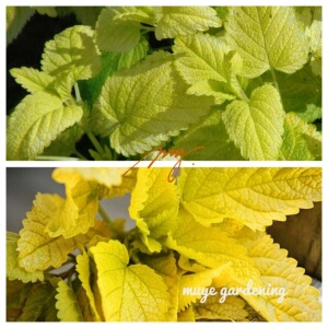 香草种子柠檬香蜂草图片