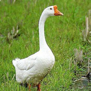 新鲜现杀老鹅6斤大白鹅鹅肉土鹅特产整只散养大鹅顺丰包邮