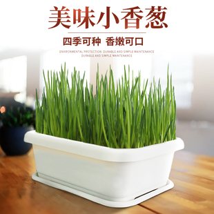 家庭阳台种菜盆蔬菜种植长方形花盆塑料长条四季小香葱托盘红葱头