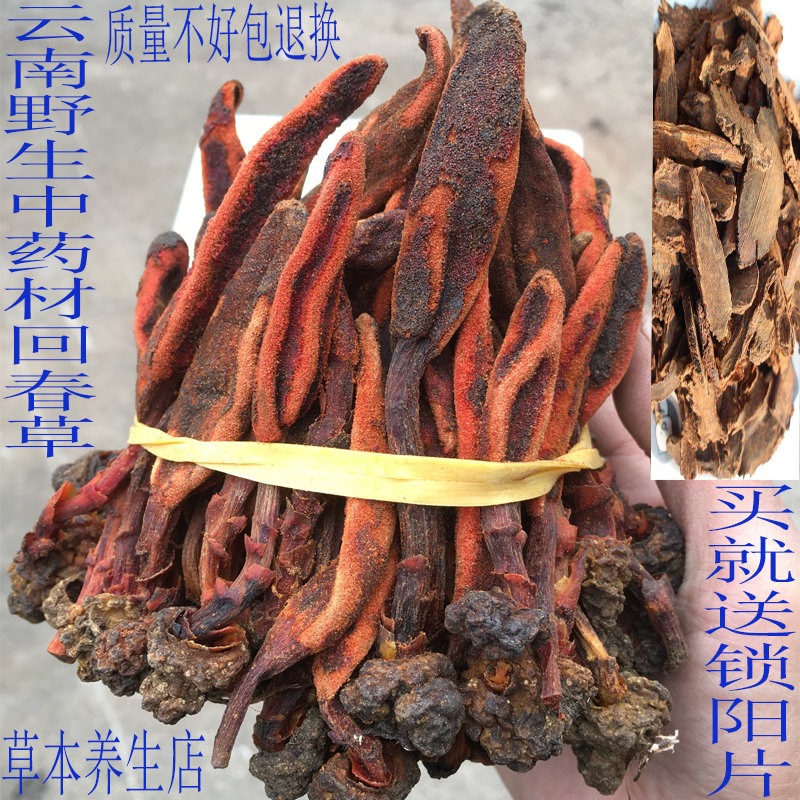 中级顶天柱回春草不老草云南野生草苁蓉500g包邮泡酒料煲汤泡水