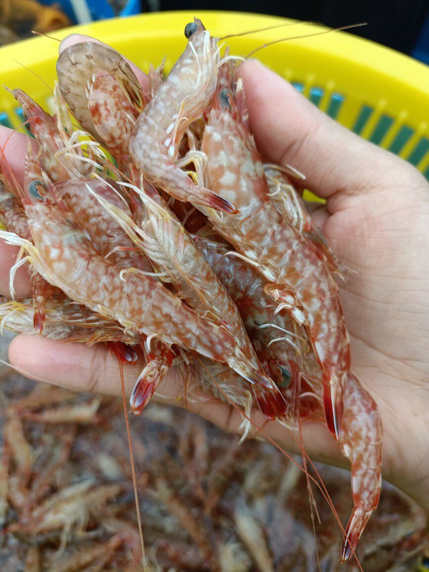 野生海虾樱花虾500g     5斤起发货,拍5份哈