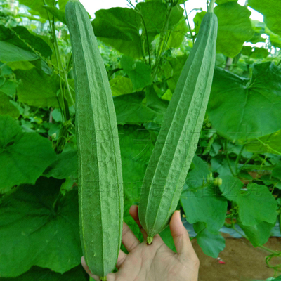 丝瓜有哪些牌子_丝瓜种类_价格_品牌_图片_值得入手