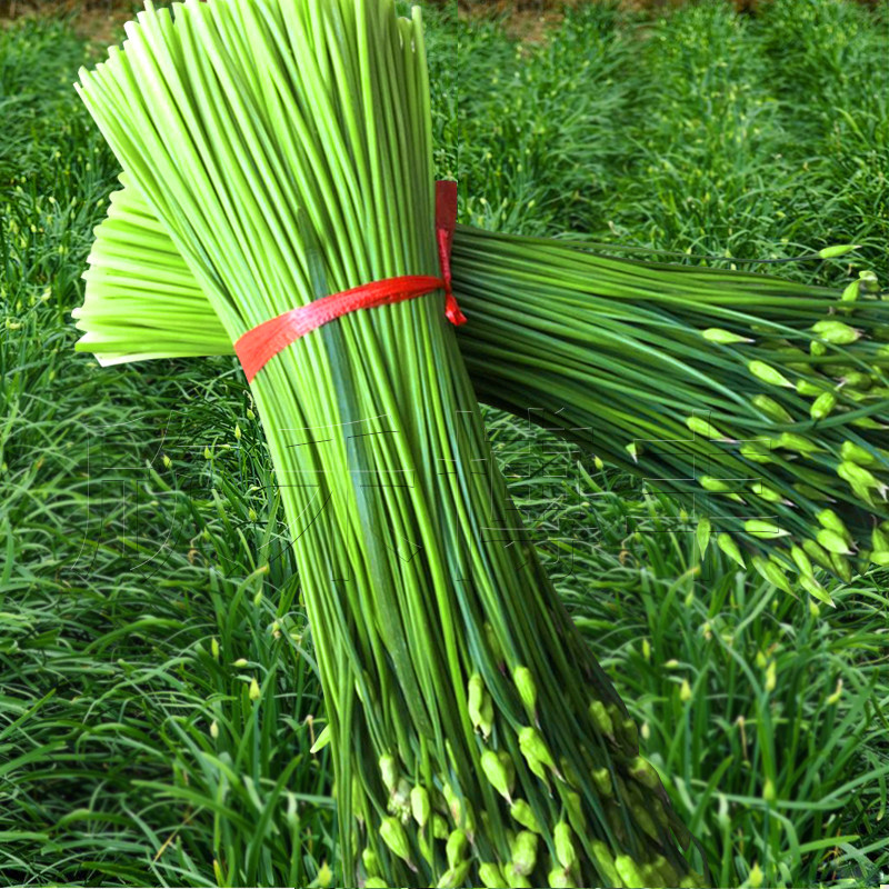 高产韭苔种子四季苔韭菜种籽多年春夏秋冬季庭院阳台盆栽蔬菜种孑