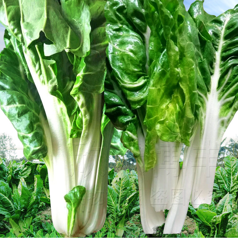 厚皮菜种子春季秋冬季阳台盆栽耐寒四季根达菜牛皮菜猪婆菜种籽孑