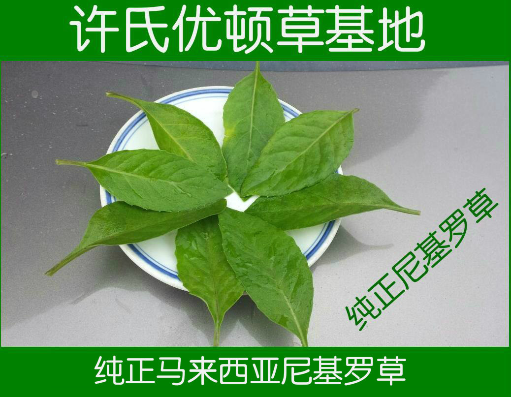尼基罗草花又名明月草 新鲜叶子 蛇接骨草 可搭配优顿草服用