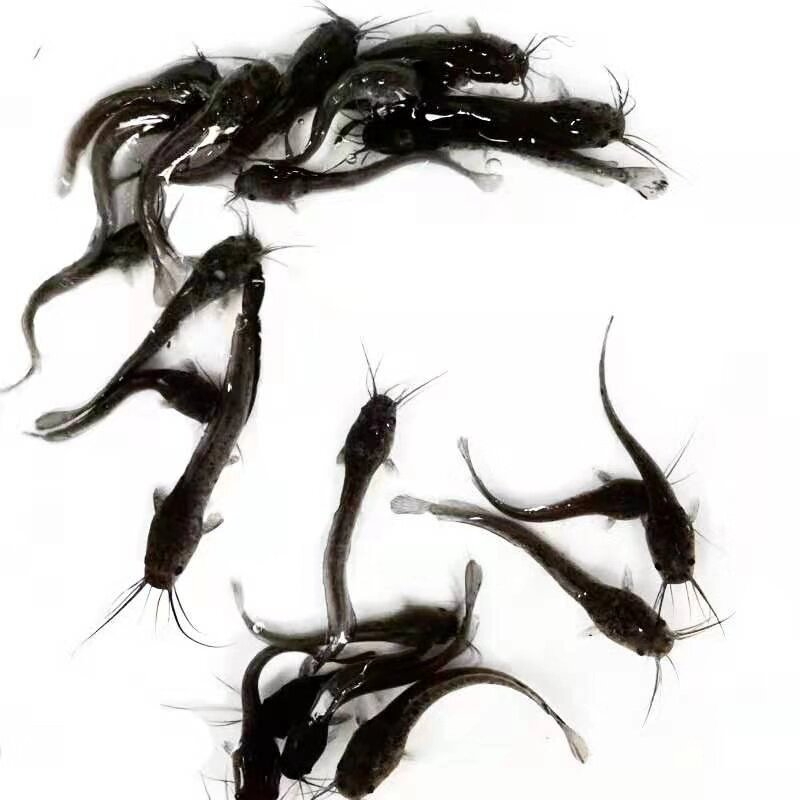 革胡子鲶鱼苗活体埃及胡子鲶鱼苗埃及塘鲺塘虱鱼苗活体饲料放生鱼