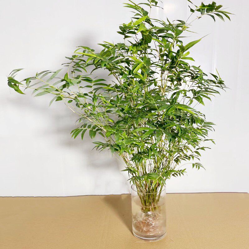 凤尾竹盆景(凤尾竹盆景图片)