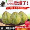浦江特产桃形李现摘现发当季孕妇水果天然新鲜5斤小果空心脆李子 浦江特产桃形李现摘现发当季孕妇水果天然新鲜5斤小果空心脆李子