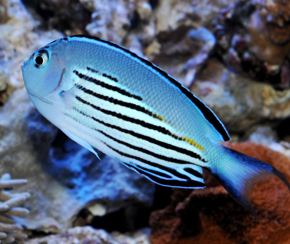 神仙鱼公母品牌精品汇聚_价格大全 pc版 -最宠网