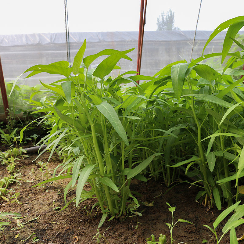 净鲜园 农家自种 空心菜通菜 新鲜现摘时令蔬菜 400g