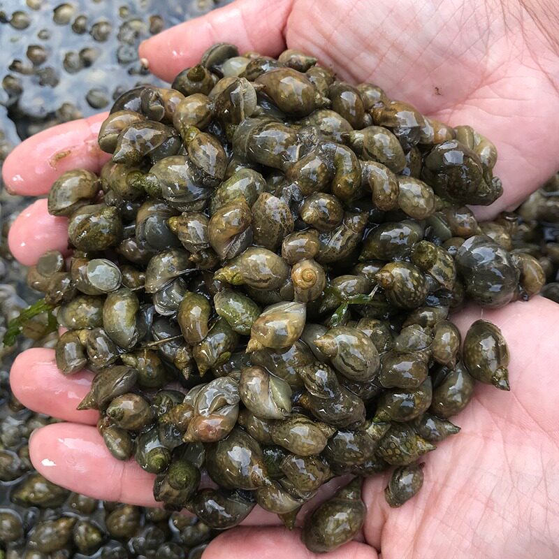 洪泽湖渔场的优惠券大全—小乌龟活体饲料壳薄地图螺原生螺冷水螺水